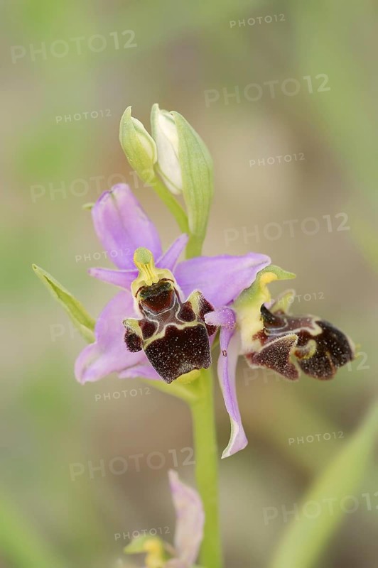Ragwort (Ophrys santonica), flower, Provence, southern France