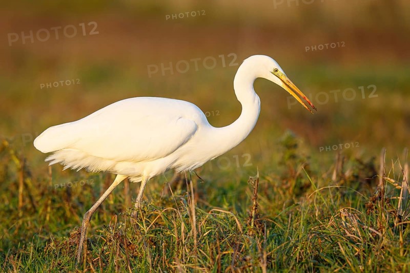 Great Egret (Ardea alba) foraging, North Rhine-Westphalia, Germany