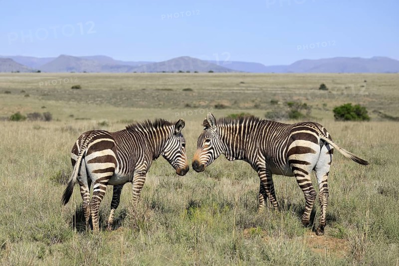Cape Mountain Zebra (Equus zebra zebra), adult, two, social behaviour, Mountain Zebra National Park, Eastern Cape, South Africa