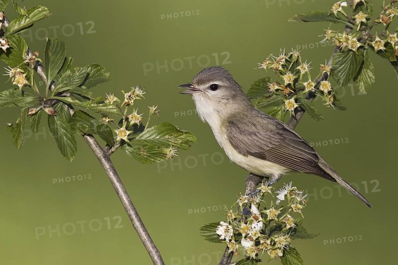 Warbling Vireo (Vireo gilvus) singing, Ohio, USA