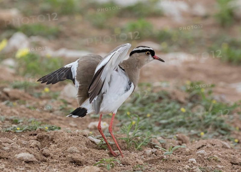 Crowned Lapwing (Vanellus coronatus) flapping, perched on the ground, Namibia