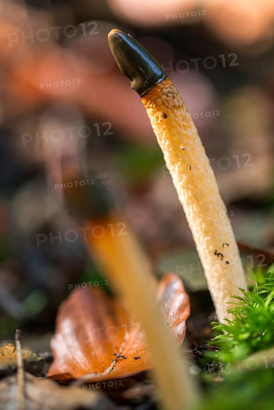 Common dog rod, dog rod, mutinus caninus, dog stinkhorn, fungi, fungus, high size, vertical format, mushrooms