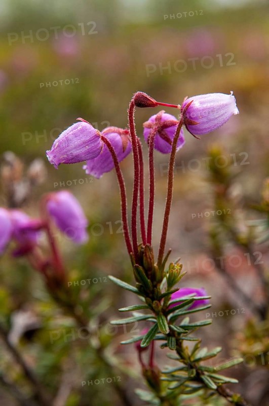 Blue heather, Ericaceae, Finland, heather family, moss heath, phyllodoce caerulea, blue heath, blue mountainheath, flora, high size, portrait, plants, purple mountain heather