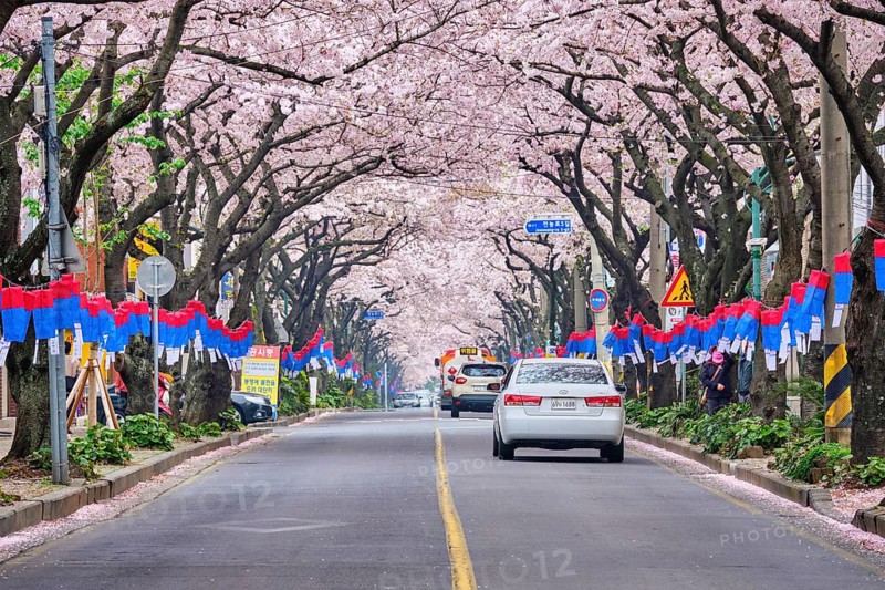JEJU, SOUTH KOREA, APRIL 9, 2018: Blooming sakura cherry blossom trees in spring in street with cars, Jeju island, South Korea