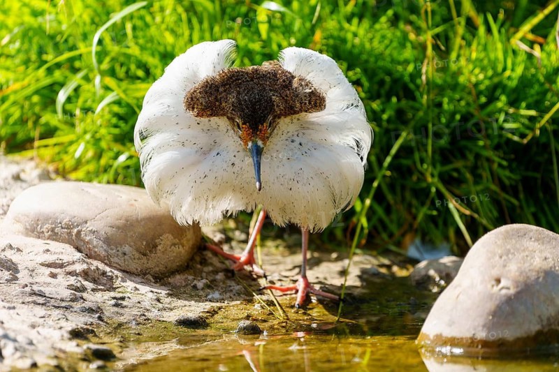 Bird with outspread wings on the water, ruff (Calidris pugnax, Syn.: Philomachus pugnax), courtship display, France