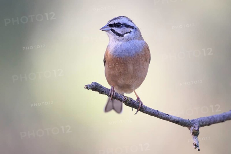 A detailed view of a rock bunting, Emberiza cia, on a thin branch against a soft, blurred background The bird's plumage displays subtle shades of brown and white, creating a serene, natural scene