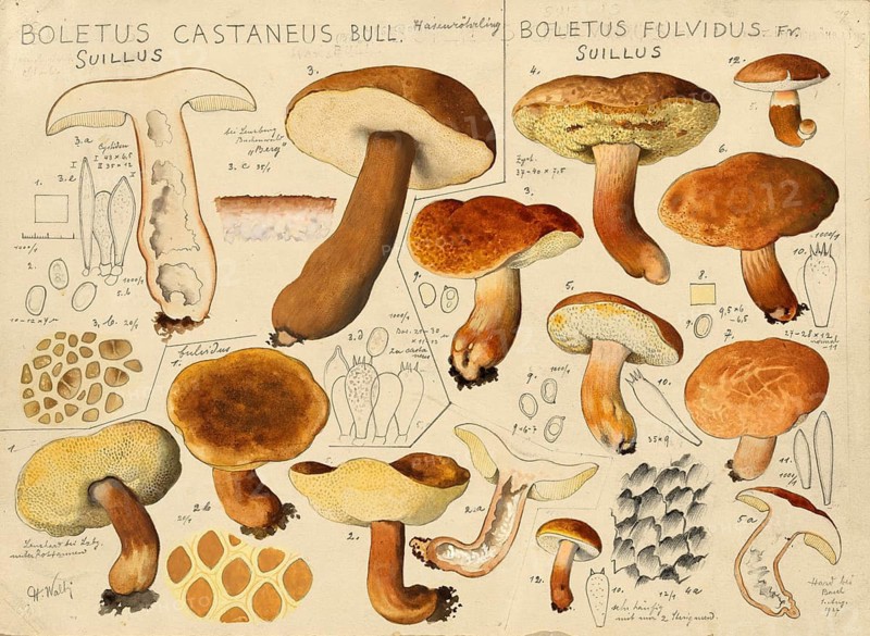 Mushroom, mushrooms, hare bolete, Gyroporus castaneus, syn Boletus castaneus, also known as cinnamon bolete, authentic reproduction of an illustration by Hans Walty (1868-1948) from about 1915, historical