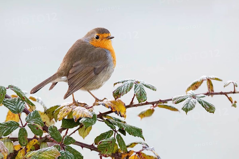 European Robin (Erithacus rubecula), Asturias, Spain