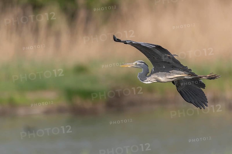 Grey heron (Ardea cinerea) in flight. Lower Rhine, Alsace, France