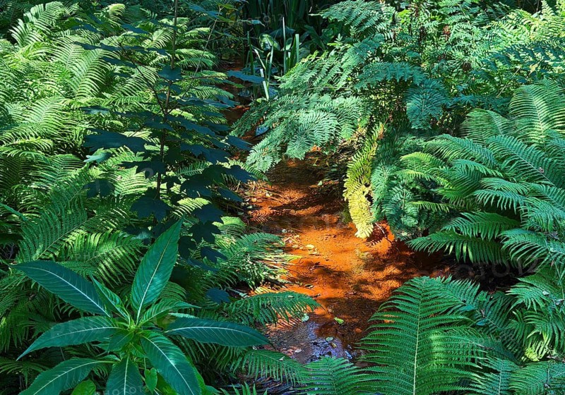 Roter Bach, iron-rich water in a stream in the Rombergpark Botanical Garden, Dortmund, Ruhr area, North Rhine-Westphalia, Germany