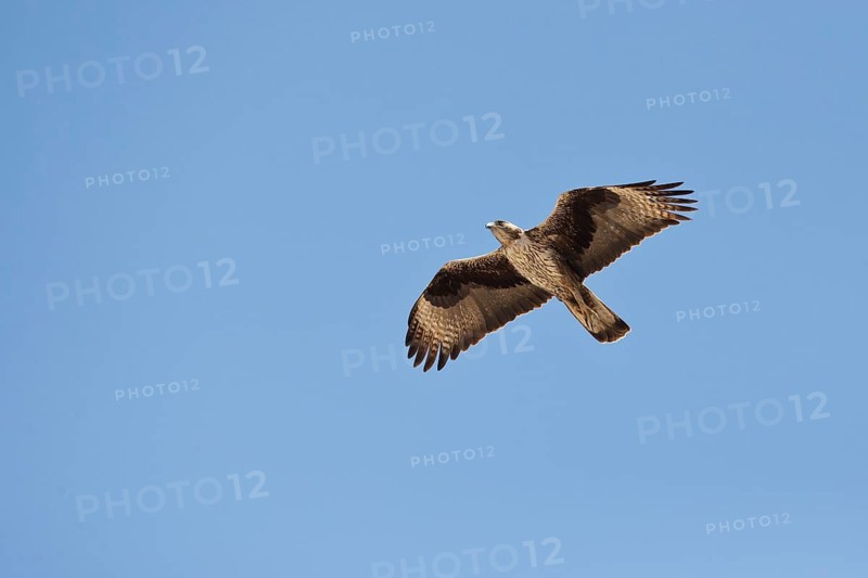 Bonelli's Eagle (Aquila fasciata) flying, Dhofar, Oman