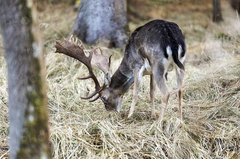 Fallow deer feeding, (Dama dama), portrait, male, captive, Landsberg am Lech Wildlife Park, Upper Bavaria, Bavaria, Germany