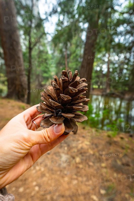 Person's hand holding a natural pinecone found on the forest floor, exploring the beauty of nature and environmental conservation in a woodland setting