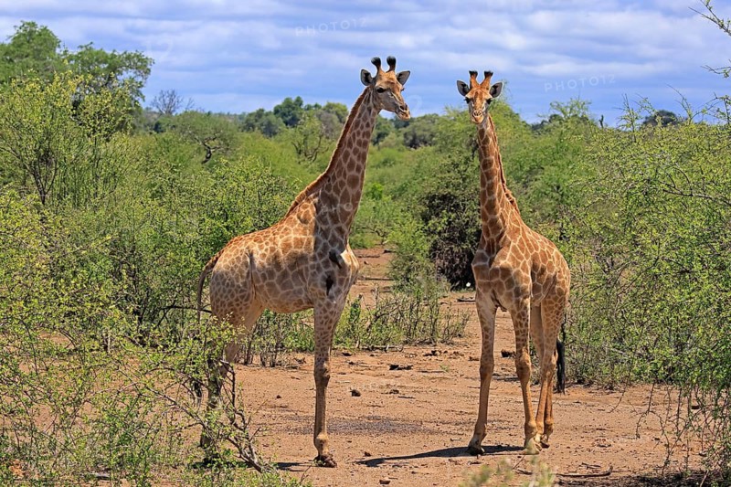 Giraffe (Giraffa camelopardalis giraffa), adult, two, alert, standing, Kruger National Park, Limpopo Province, South Africa
