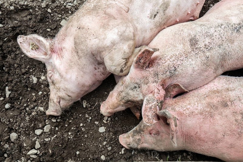Pigs lie in front of the pigsty and sleep, Alpe Schlappold, Fellhorn, Oberstdorf, Oberallgäu, Allgäu, Bavaria, Germany