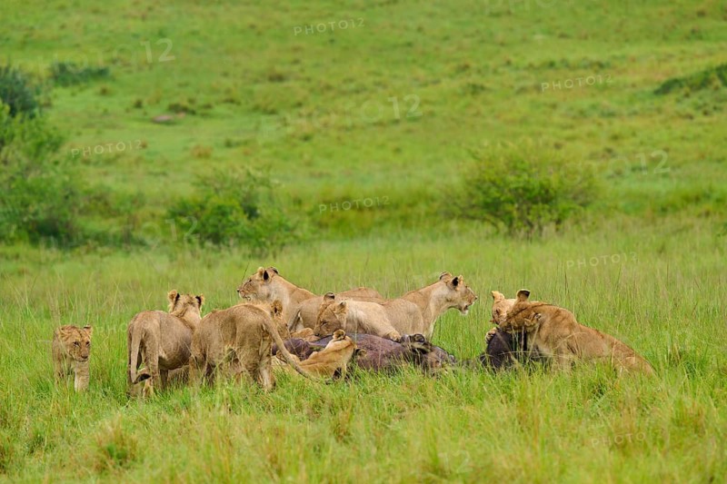 A pride of lions hunting prey in a green landscape, lion (Panthera leo), Cape buffalo (Syncerus caffer), Masai Mara National Reserve, Narok County, Kenya