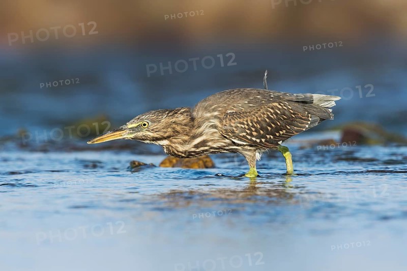 Striated Heron (Butorides striata) juvenile hunting, Eilat, Israel