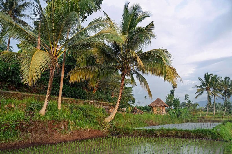 Scenic view of a lush Indonesian rice field with vibrant green terraces, swaying palm trees, and a traditional hut. The tranquil setting captures rural beauty and agriculture