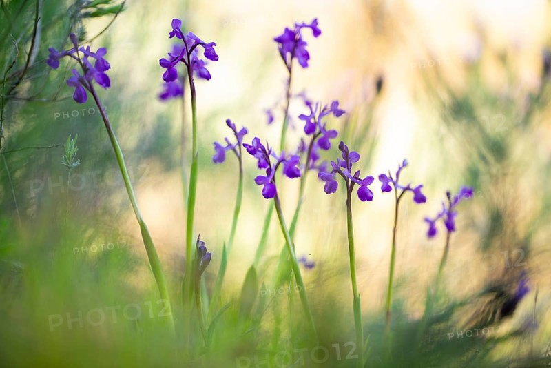 Lush clusters of purple anacamptis champagneuxii orchids bloom vibrantly in their natural habitat, surrounded by soft green foliage and diffused sunlight