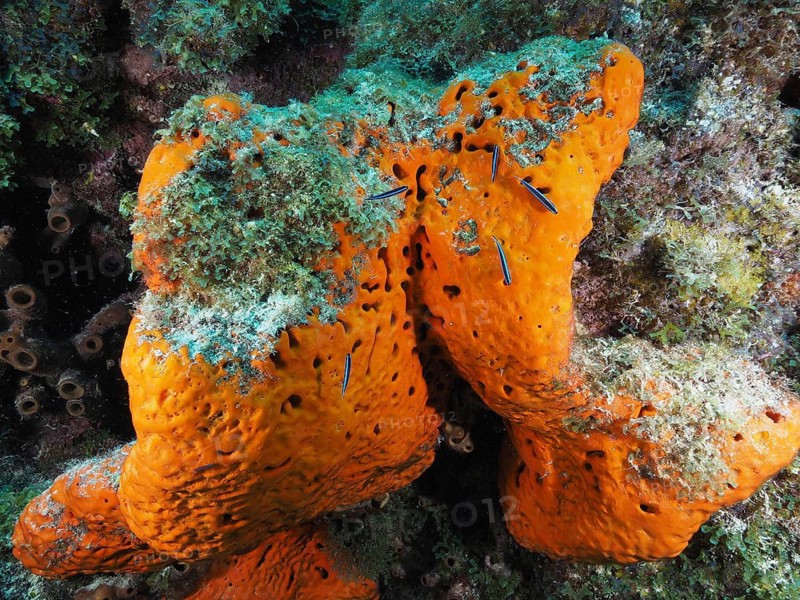 Large, orange-coloured fire sponge (Tedania ignis) on the seabed, surrounded by green algae. Dive site John Pennekamp Coral Reef State Park, Key Largo, Florida Keys, Florida, USA