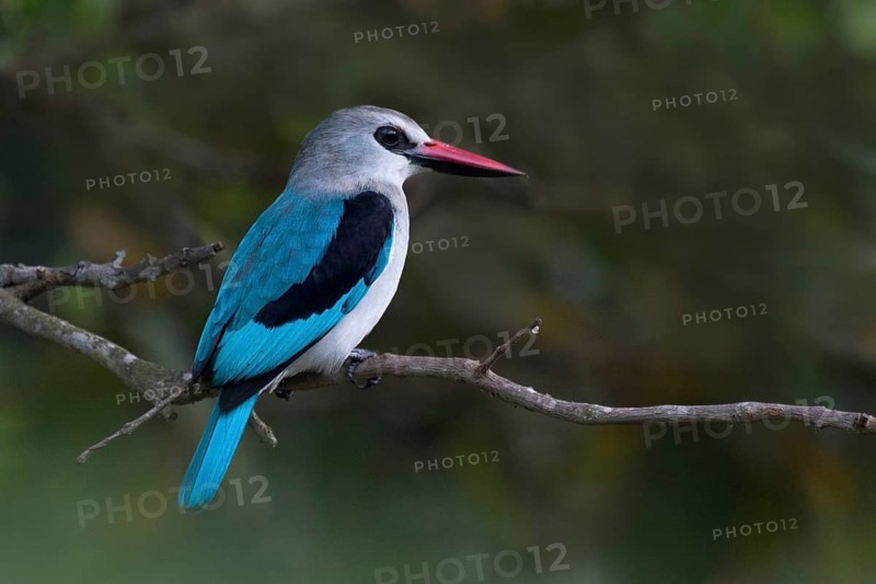 Woodland Kingfisher (Halcyon senegalensis), Wakiso, Uganda