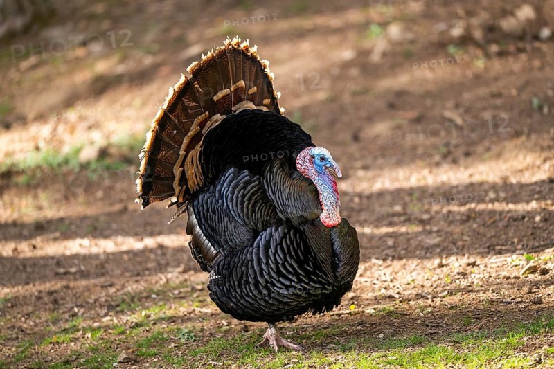 Wild turkey (Meleagris gallopavo) male spreading its feathers while standing on a meadow, Bavaria, Germany