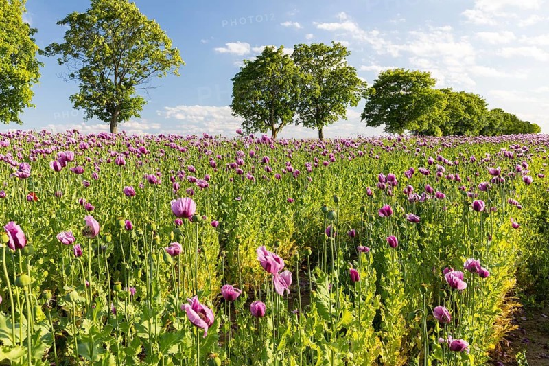 Field with blue poppy (Papaver somniferum) in bloom, Penig, Saxony, Germany