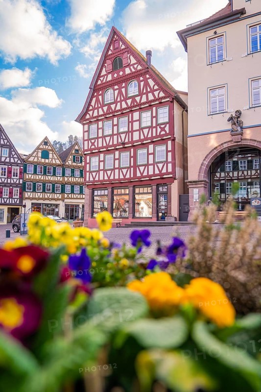 Touristinfo Half-timbered houses with colourful spring flowers in the foreground under a clear sky, Calw in spring, Black Forest, Germany