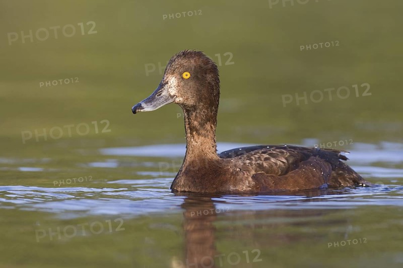 Tufted Duck (Aythya fuligula) female, Brandenburg, Germany