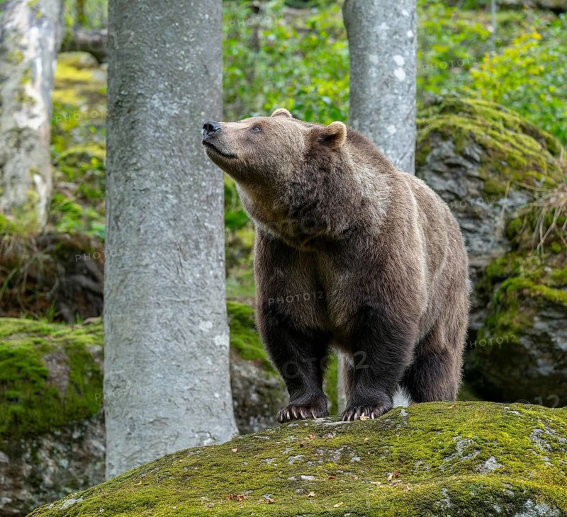 Brown bear (Ursus arctos) standing on a rock covered with moss, captive, Bavarian Forest National Park, Bavaria, Germany, Germany