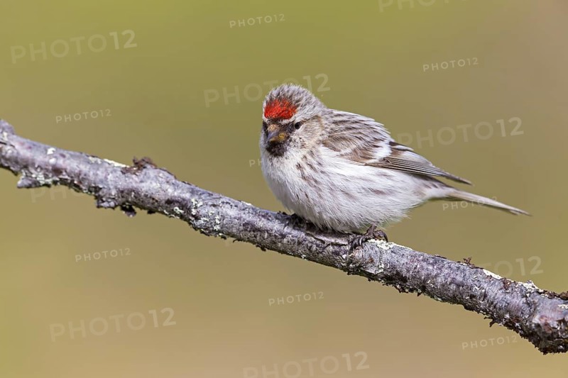 Redpoll, songbird, family of goldfinches, (Carduelis flammea), animals. Birds, Varanger Bird Park, Finnmark, Norway