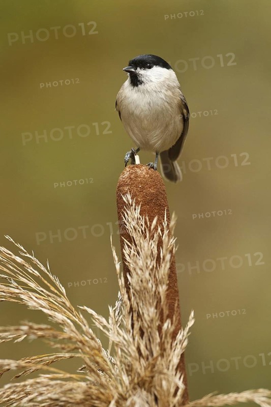 Marsh Tit (Poecile palustris), Rhineland-Palatinate, Germany