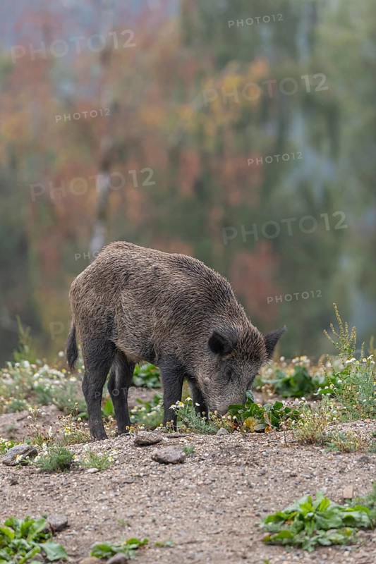One adult wild boar or wild pig (Sus scrofa) searching for food on a flowering meadow in late afternoon light with a forest in first autumnal colours in the background