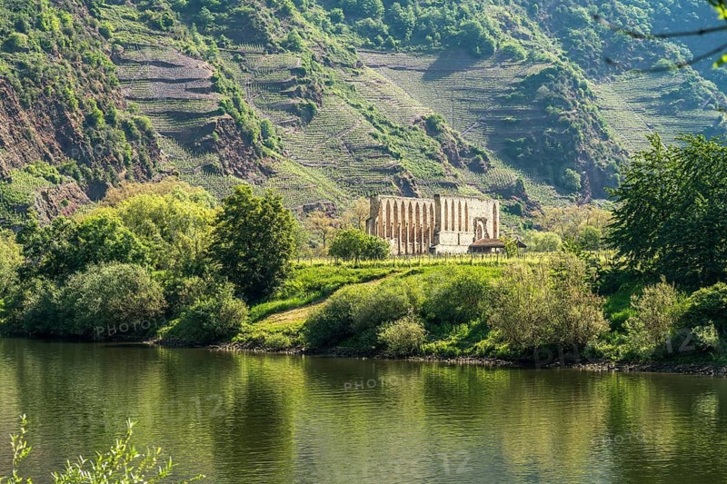 Vineyards on the Calmont and the ruins of the Stuben monastery near Bremm on the Moselle, Rhineland-Palatinate, Germany