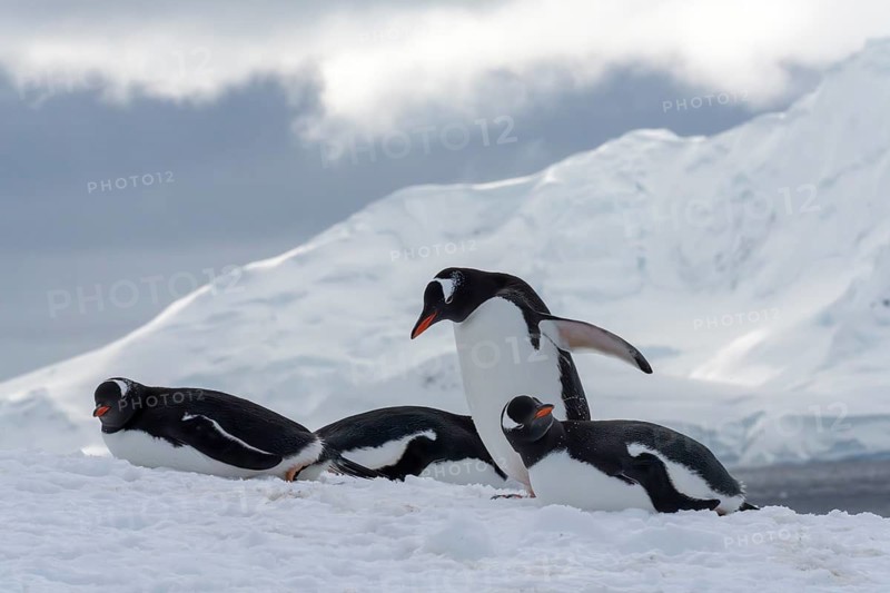 Gentoo penguins (Pygoscelis papua), group of four animals resting in the snow in front of an ice wall, Antarctic Peninsula, Antarctica