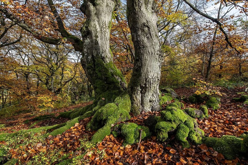 Old copper beeches (Fagus sylvatica) in the Hutewald Halloh, Hesse, Lower Saxony