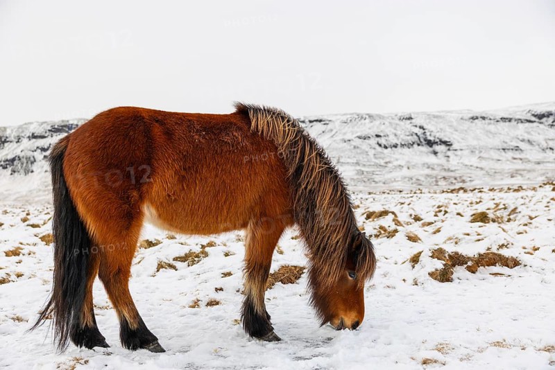Icelandic horse (Equus ferus caballus), snow, winter, Iceland, Scandinavia