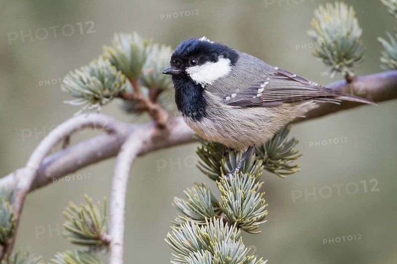 Cyprus Coal Tit - Tannenmeise - Parus ater ssp. atlas, Morocco, adult