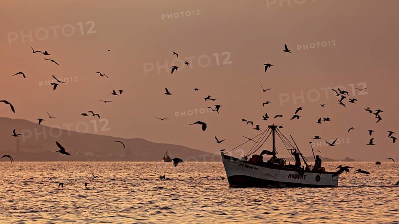 A boat on the sea at sunset with flying birds, sunset at the port of Paracas in Peru