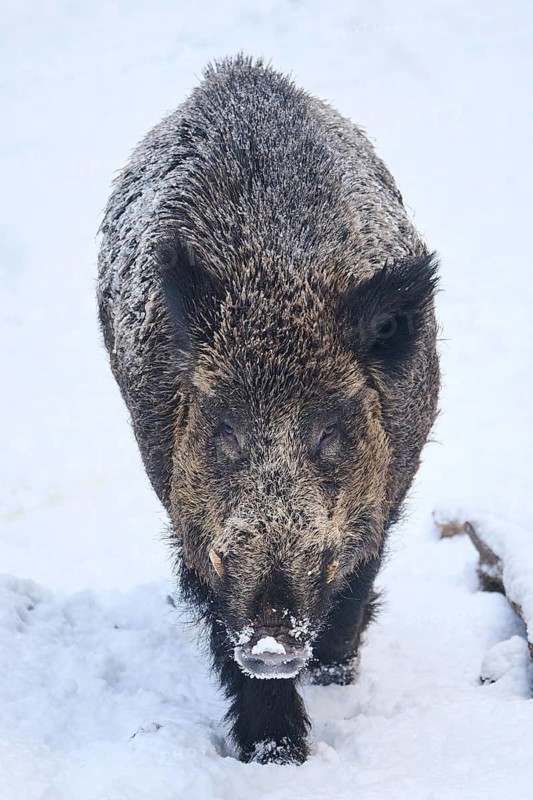Wild boar (Sus scrofa) in a forest in winter, snow, Bavaria, Germany