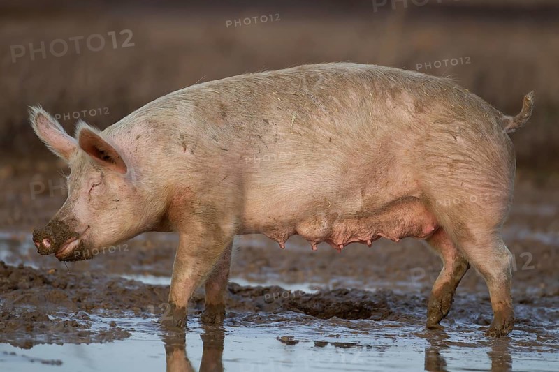 Domestic pig (Sus scrofa domesticus) adult farm animal standing in mud in a field, England, United Kingdom