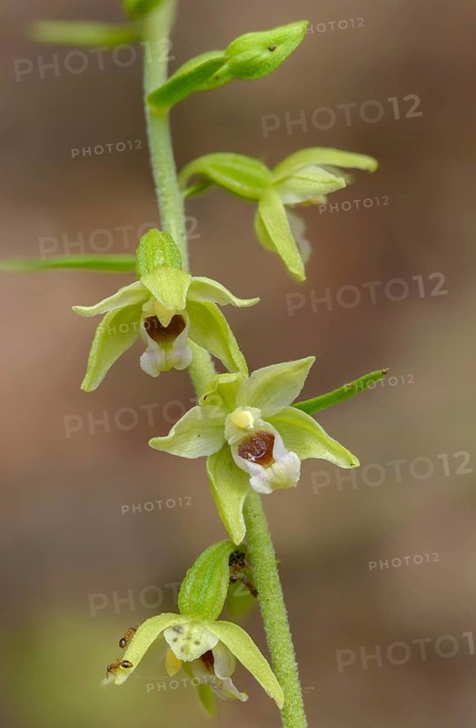 Epipactis Mülleri, Müller's epipactis, Müller's stendelwurz, Müller's stendelwurz, orchids, orchid plants, flora, high size, vertical format, plants, plants