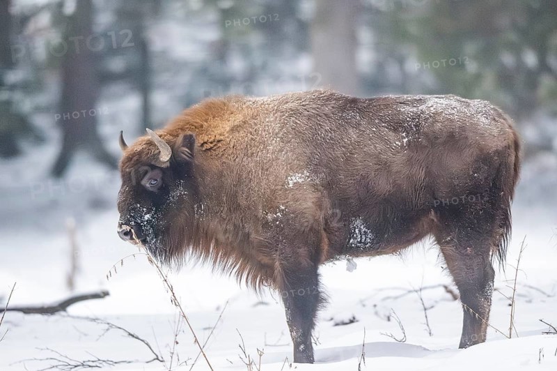 European bison (Bison bonasus) or Wisent standing on a meadow next to the forest in winter, snow, Bavaria, Germany