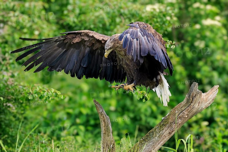 Eagle landing on a branch in the forest, wings wide open, white-tailed eagle (Haliaeetus albicilla), France