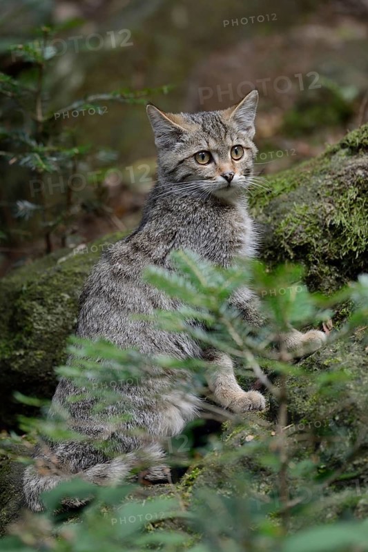 Wild Cat (Felis silvestris) sitting in forest, Bavaria, Germany