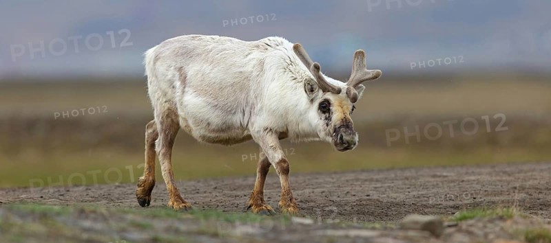Reindeer, Ren, (Rangifer tarandus), Spitsbergen-Ren, Norway, Spitsbergen, Longyearbyen, Svalbard / Spitsbergen, Norway