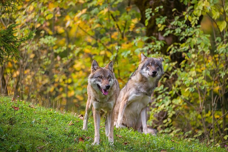 Two eurasian gray wolves (Canis lupus lupus) stand on a meadow on a hill with a colourful foliage in the background