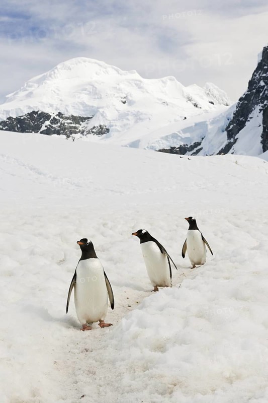 Gentoo Penguin (Pygoscelis papua), Antarctica