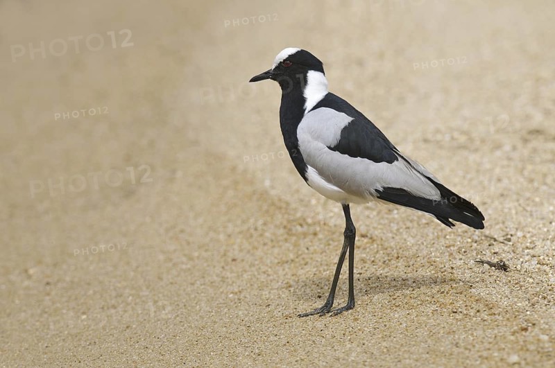 Blacksmith Lapwing (Vanellus armatus), South Africa
