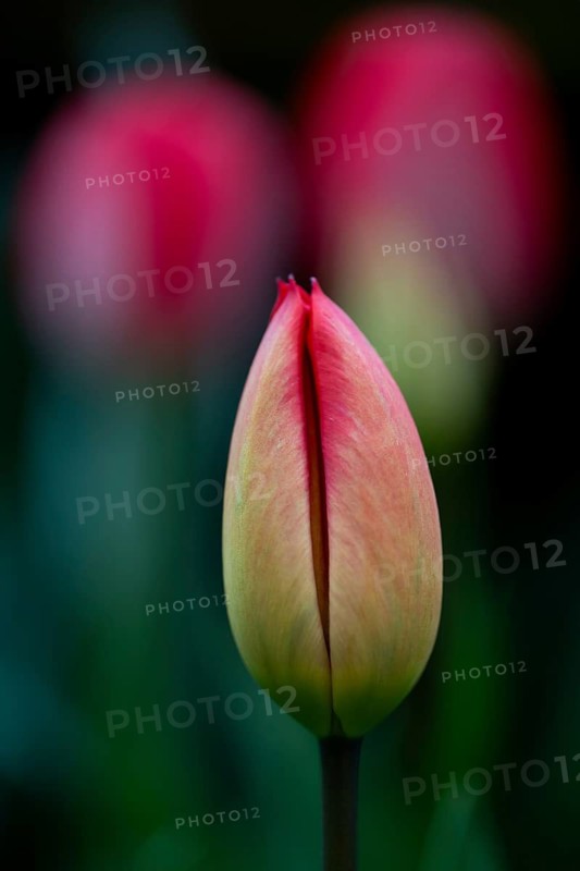 Tulip bud, pink tulips that have already opened in the background, Germany